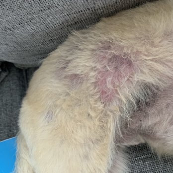 Pico Veterinary Clinic - Hair falling out, red skin :( - Veterinarians Near Me - San Clemente, California