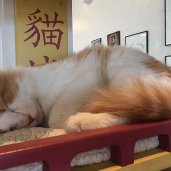 Cat Town - Animal Shelters Near Me - Oakland, California