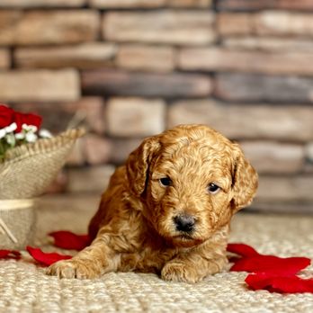 Ohana Doodles - Red F1b Doodle - Pet Breeders Near Me Ohana Doodles - Red F1b Doodle - Pet Breeders Near Me