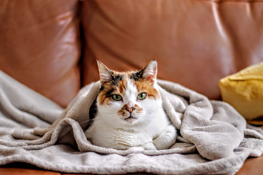 Furry Fur Ends Image