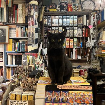 Libreria Acqua Alta - Resident Cat - Bookstores Near Me - Venezia, VE Libreria Acqua Alta - Resident Cat - Bookstores Near Me - Venezia, VE