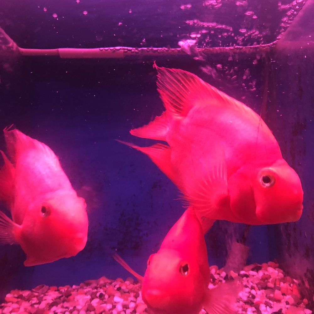 Pond 101 - two red fish in an aquarium - Landscaping Near Me - San Gabriel, California Pond 101 - two red fish in an aquarium - Landscaping Near Me - San Gabriel, California