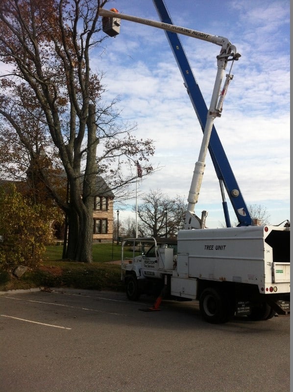 Princeton Tree Services - tree service in Princeton, MA