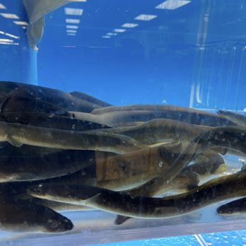 HL Asian Market - Live eels. Perfect for Valentine's Day. - International Grocery Near Me - Sarasota, Florida HL Asian Market - Live eels. Perfect for Valentine's Day. - International Grocery Near Me - Sarasota, Florida