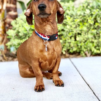 Chateau le Pooch - @funsizefrankie got his nails trimmed, anal glands cleaned and ears cleaned! Feeling fresh! - Pet Stores Near Me - Brea, California Chateau le Pooch - @funsizefrankie got his nails trimmed, anal glands cleaned and ears cleaned! Feeling fresh! - Pet Stores Near Me - Brea, California