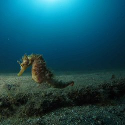 Canary Island Divers - Sea horses can often be found hanging out around the old ropes off the jetty