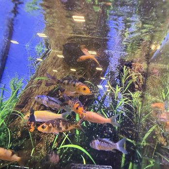 PetSmart - A million dead fish - Pet Stores Near Me - Nicholasville, Kentucky PetSmart - A million dead fish - Pet Stores Near Me - Nicholasville, Kentucky
