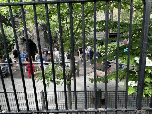 Central Park Zoo by null