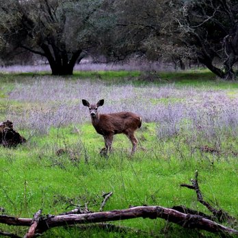 Ancil Hoffman Park - One of the many deer in the park. - Parks Near Me - Carmichael, California