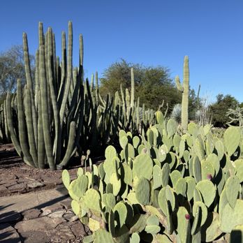 Desert Botanical Garden - Botanical Gardens Near Me - Phoenix, Arizona