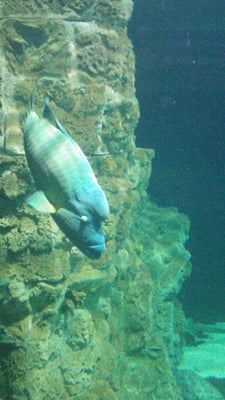 Acquario di Livorno by null