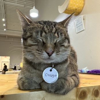 Cat Haven Lounge - Themed Cafes Near Me - Katy, Texas Cat Haven Lounge - Themed Cafes Near Me - Katy, Texas
