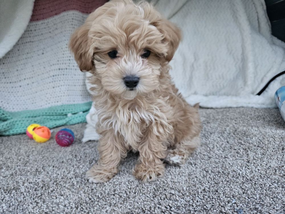 R & D Puppies Image