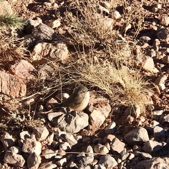 South Kaibab Trail - Bird that was chasing me. - Hiking Near Me - Grand Canyon, Arizona
