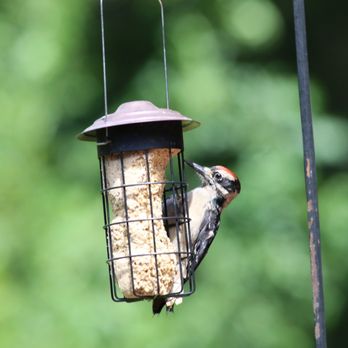 Wild Birds Unlimited - Wood pecker. Hairy, Downy, Red Piated, and Flickers love Wild Bird suet. - Bird Shops Near Me - Gig Harbor, Washington Wild Birds Unlimited - Wood pecker. Hairy, Downy, Red Piated, and Flickers love Wild Bird suet. - Bird Shops Near Me - Gig Harbor, Washington
