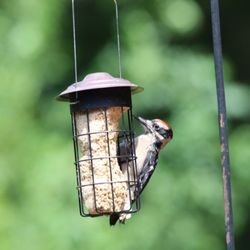 Wild Birds Unlimited - Wood pecker. Hairy, Downy, Red Piated, and Flickers love Wild Bird suet.
