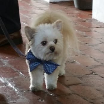 Pitot House - The bride's cute dog - Museums Near Me - New Orleans, Louisiana Pitot House - The bride's cute dog - Museums Near Me - New Orleans, Louisiana