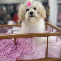 The Noble Paw - Puppy available