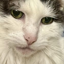 Lincoln Road Veterinary Clinic - Katie cat, who's feeling much better now.