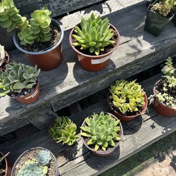 Hunter's Nursery - Succulents