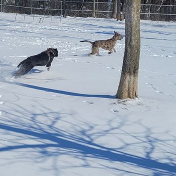 Hound Mound Dog Park - Dog Parks Near Me - Flower Mound, Texas