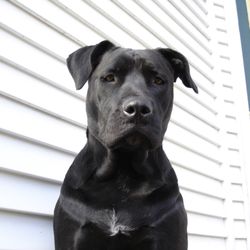 American Canine Coach