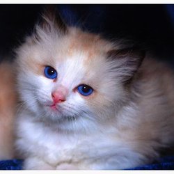 Vanillabelle Ragdoll Cats & Kittens - This kitten is from our second litter ever. He's 8 now & Dianne's love.