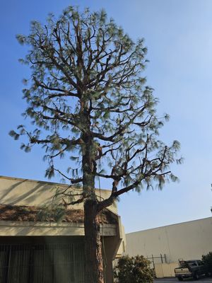 George Tree Service GEORGE’S TREE SERVICE - Updated June 2026 - 40 Photos - City of ...