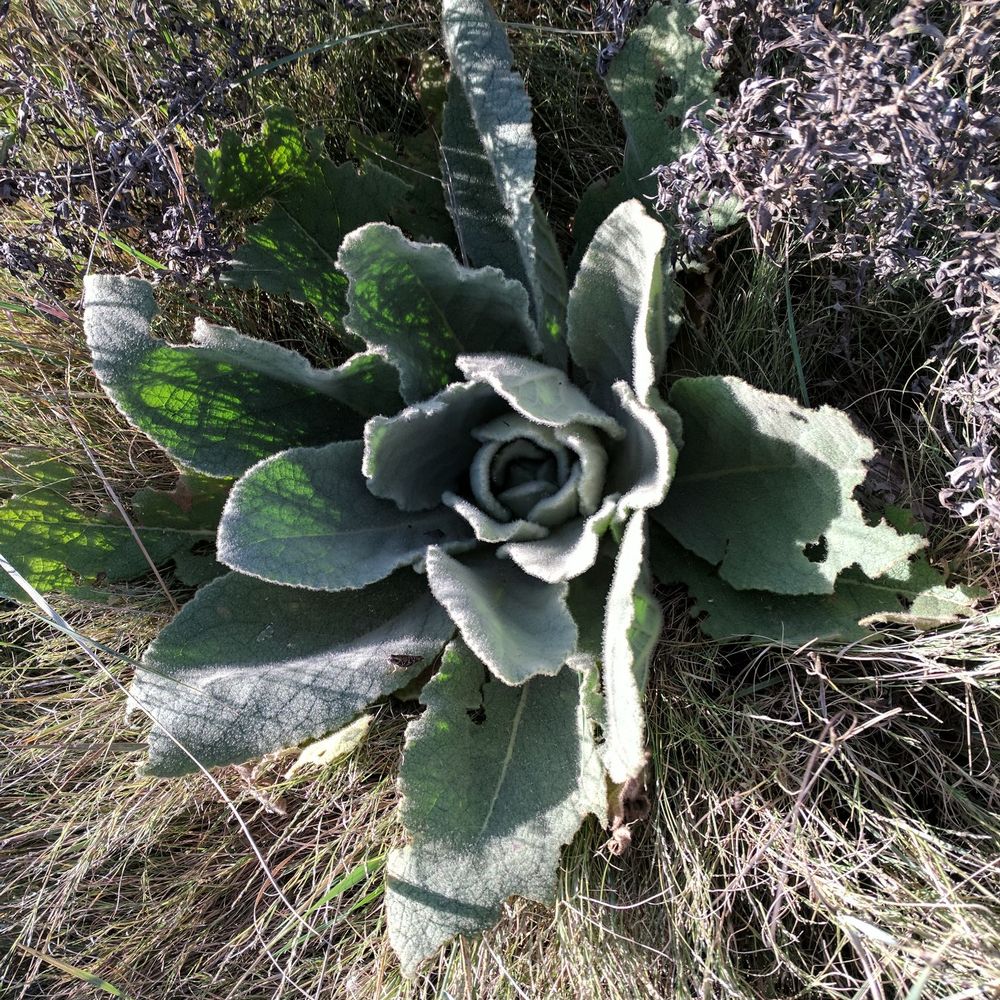 Morphy Lake State Park - Velvety indigenous plant at Morphy Lake State Park west of Ledoux, NM - Parks Near Me Morphy Lake State Park - Velvety indigenous plant at Morphy Lake State Park west of Ledoux, NM - Parks Near Me