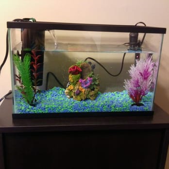Petco - Our fish tank, stand, filter, and decor for our baby guppies. - Pet Training Near Me - Greenville, South Carolina