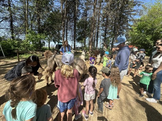 Carlson's Llovable Llamas by null