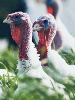 Ferndale Market by null