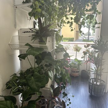 La Chula Cafe - Plants! - Coffee & Tea Near Me - Pasadena, California