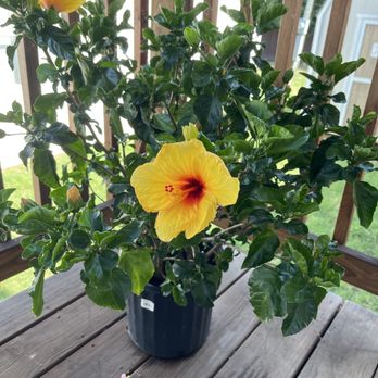 Calloway's Nursery - Nurseries & Gardening Near Me - Denton, Texas Calloway's Nursery - Nurseries & Gardening Near Me - Denton, Texas