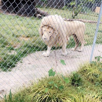 Tiger World - Zoos Near Me - Rockwell, North Carolina