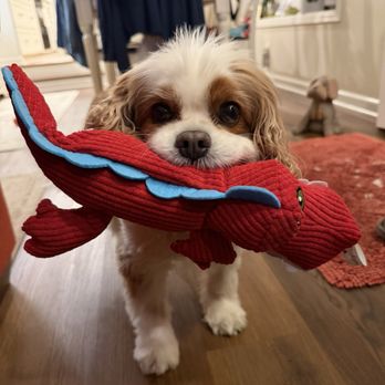 Tots N Tails Services - Dog Walkers Near Me Tots N Tails Services - Dog Walkers Near Me
