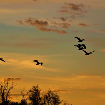 Red Mountain Park - Geese at sunrise Red Mt. Park 11-20-2020 H.J.(Mike) - Parks Near Me - Mesa, Arizona Red Mountain Park - Geese at sunrise Red Mt. Park 11-20-2020 H.J.(Mike) - Parks Near Me - Mesa, Arizona
