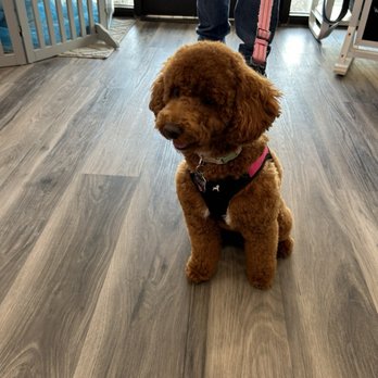 SoftPaws Pet Spa & Boutique - Aggie - Pet Groomers Near Me - Parker, Colorado SoftPaws Pet Spa & Boutique - Aggie - Pet Groomers Near Me - Parker, Colorado