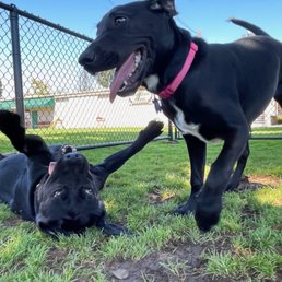 Pups getting dirty again