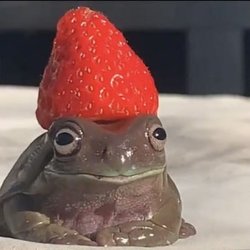 Waynesville Middle School - So this school offers some stuff but heres a frog