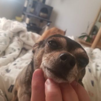 Maestro Pet Care - My "aggressive" chihuahua - relaxed and happy thanks to Domenic. - Dog Walkers Near Me - valley village, California Maestro Pet Care - My "aggressive" chihuahua - relaxed and happy thanks to Domenic. - Dog Walkers Near Me - valley village, California