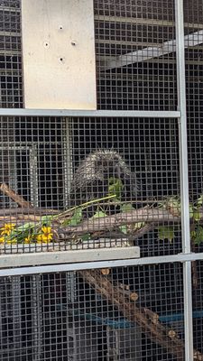 The Wild Center by null