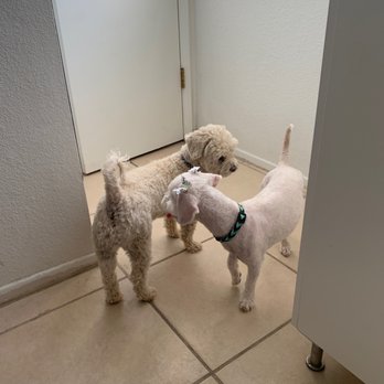 Shear Ecstasy Pet Grooming - Pet Groomers Near Me - Glendale, Arizona Shear Ecstasy Pet Grooming - Pet Groomers Near Me - Glendale, Arizona