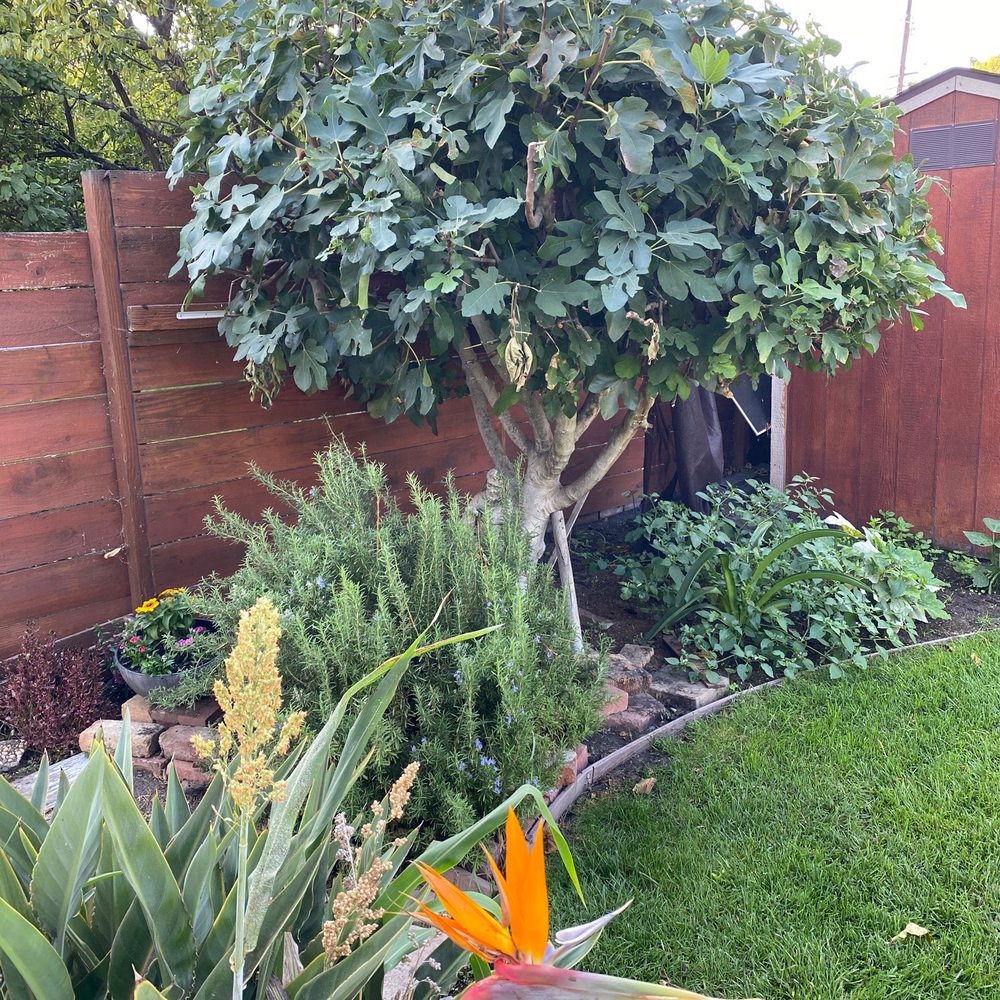 Payne Tree Care - Jerry and his team are simply amazing. Highly recommended! Also, I want to say what a kind man Jerry is! - Tree Services Near Me Payne Tree Care - Jerry and his team are simply amazing. Highly recommended! Also, I want to say what a kind man Jerry is! - Tree Services Near Me