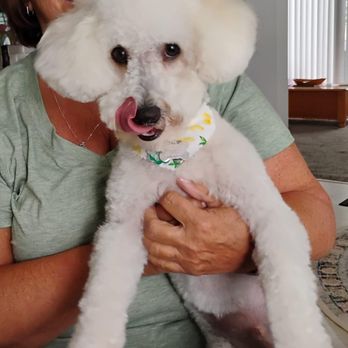 The Pawber Shop - And came home with a cute puppy! Riley Pawber does it again!! - Pet Groomers Near Me - Elgin, Illinois The Pawber Shop - And came home with a cute puppy! Riley Pawber does it again!! - Pet Groomers Near Me - Elgin, Illinois