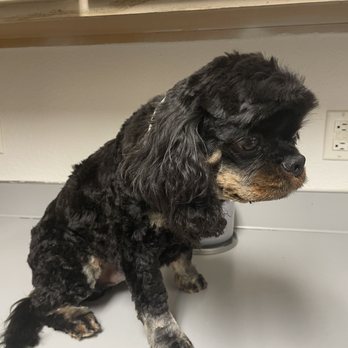 Karen's Critters - CHOPPY HAIRCUT!! - Pet Training Near Me - Shelton, Washington Karen's Critters - CHOPPY HAIRCUT!! - Pet Training Near Me - Shelton, Washington