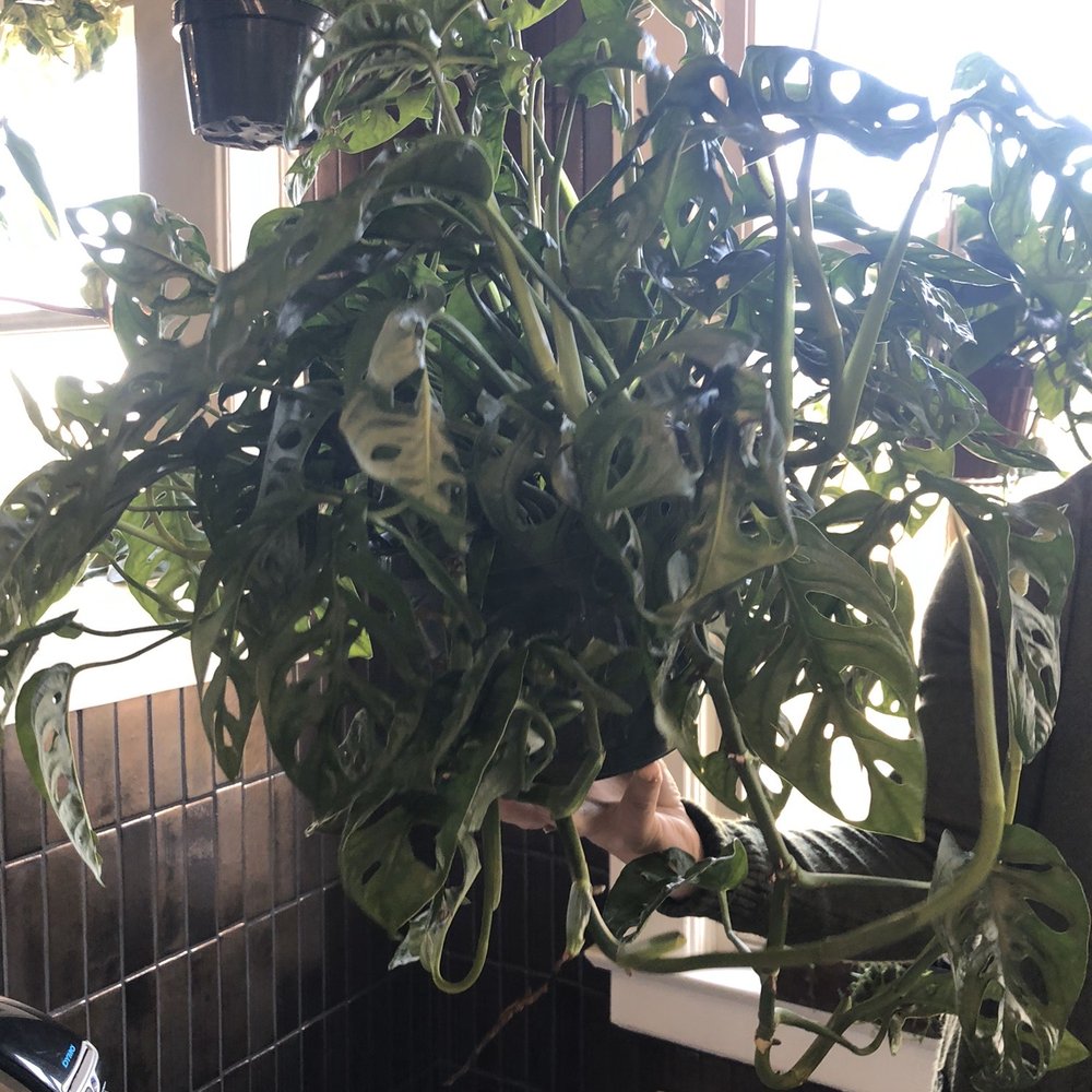Fern - Nurseries & Gardening Near Me - Spokane, Washington Fern - Nurseries & Gardening Near Me - Spokane, Washington