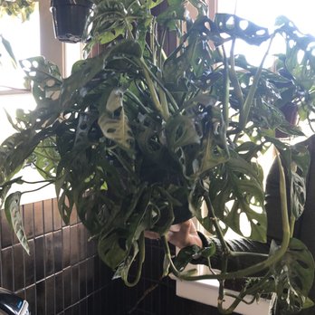 Fern - Nurseries & Gardening Near Me - Spokane, Washington Fern - Nurseries & Gardening Near Me - Spokane, Washington