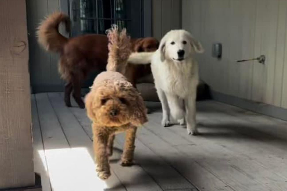 PRANCING PONY FARM Updated September 2024 Lemoore, California