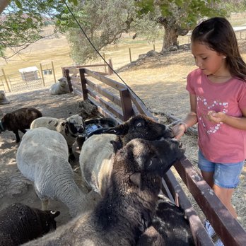 Oasis Camel Dairy - Feeding the sheep - Attraction Farms Near Me - Ramona, California